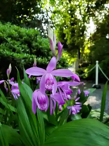 阿佐ヶ谷神明宮の自然