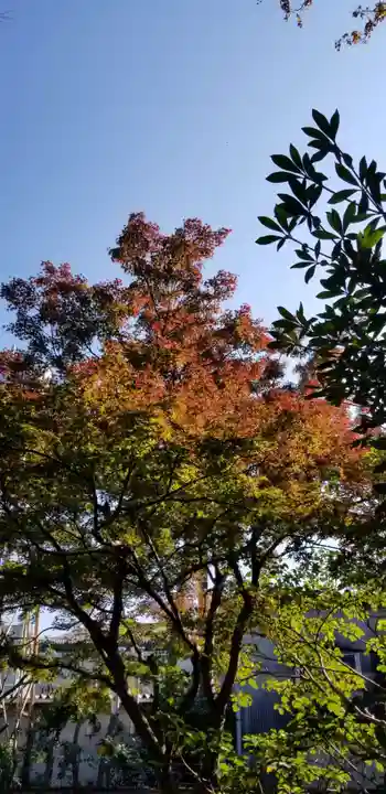 北野神社の自然