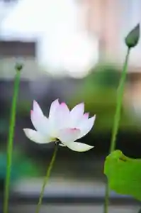 浄土寺(兵庫県)(2024年06月19日(水) 07時39分51秒投稿)