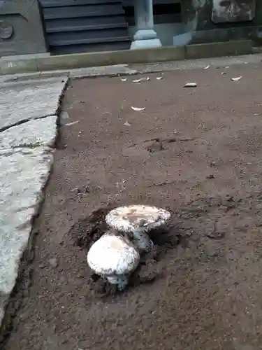 伏木香取神社の自然