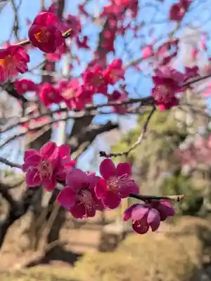 妙法寺(東京都)