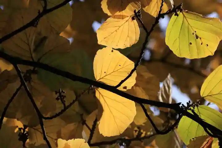 豊景神社の自然