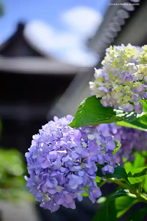高幡不動尊 金剛寺の自然