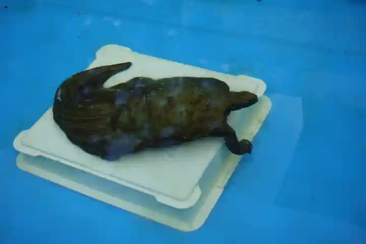 九帝王宮 萱野神社の狛犬