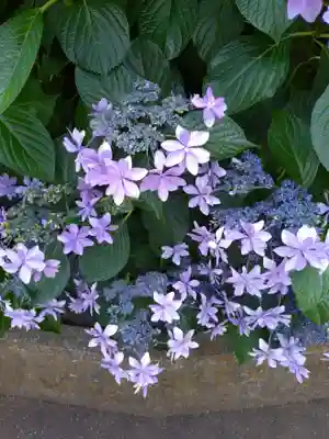 白山神社(東京都)