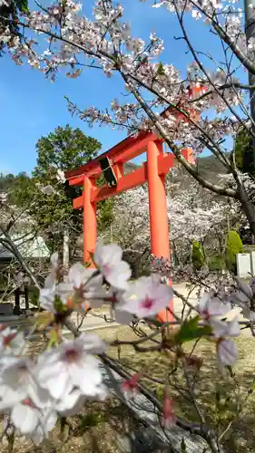 木華佐久耶比咩神社の鳥居