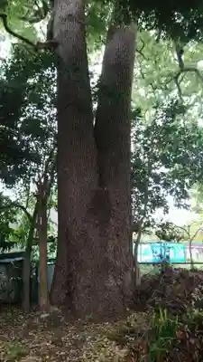 伊豆美神社の自然