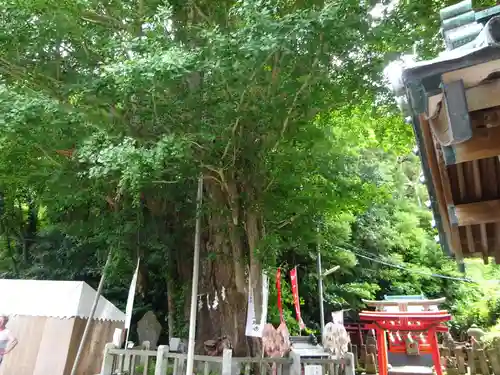 海南神社の自然