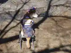 十二所神社(大子町大子)の動物