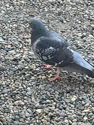 八剱八幡神社(千葉県)