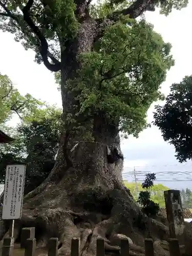 剣柄稲荷神社の自然