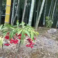 天台宗 長窪山 正覚寺の自然