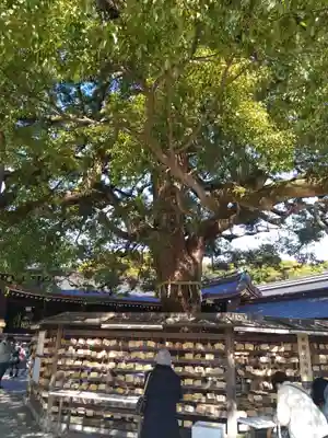 明治神宮(東京都)