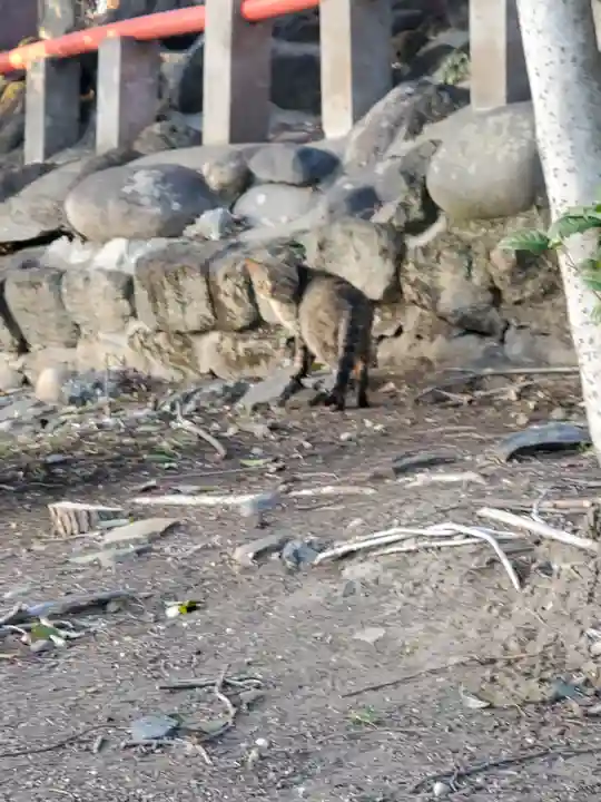 片貝神社の動物