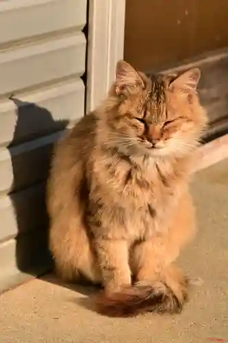 賀茂神社(愛媛県)