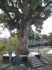 平野神社(京都府)