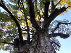 平野神社の自然