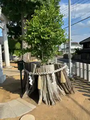 守谷総鎮守 八坂神社の自然