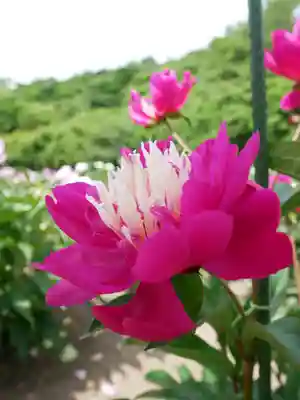 金蛇水神社(宮城県)