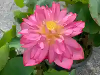 普門寺(切り絵御朱印発祥の寺)の自然