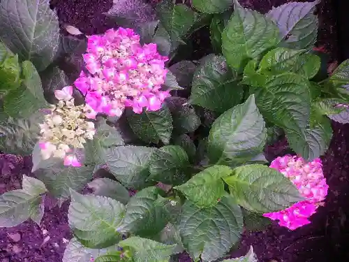 御霊神社の自然