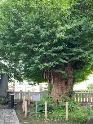 前橋八幡宮の自然