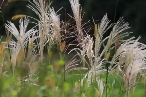 大六天麻王神社の自然
