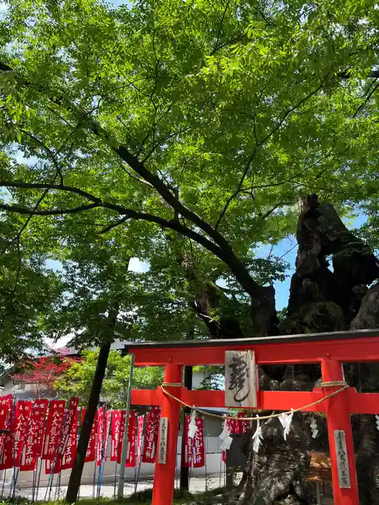 秩父今宮神社(埼玉県)