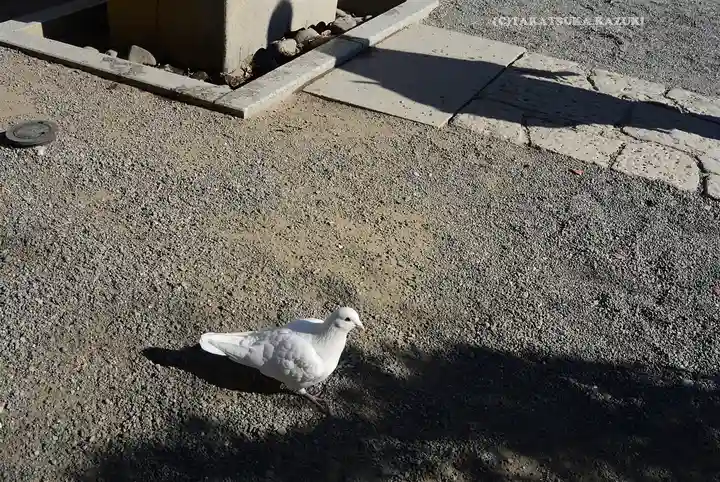 旗上弁財天社の動物