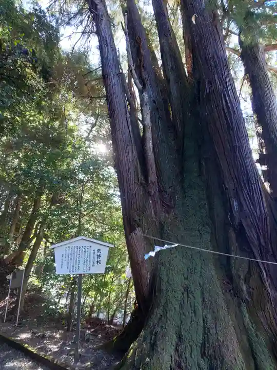 萩日吉神社の自然