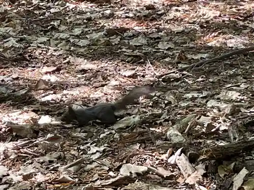 北海道神宮の動物