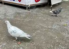 鶴岡八幡宮の動物