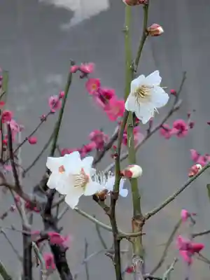 田端神社(東京都)