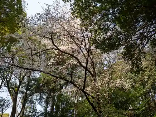 大宮八幡宮の{uncategorized: "未分類", other: "その他", undefined: "問題あり", building: "その他建物", grave: "お墓", sacred_gate: "鳥居", guardian: "狛犬", statue: "像", buddha: "仏像", history: "歴史", nature: "自然", garden: "庭園", animal: "動物", pagoda: "塔", temizu: "手水舎", mountain_gate: "山門・神門", sanctuary: "本殿・本堂", subordinate: "末社・摂社", art: "芸術", scenery: "景色", jizo: "地蔵", ema: "絵馬", goshuin: "御朱印", omikuji: "おみくじ", items: "授与品その他", amulet: "お守り", goshuincho: "御朱印帳", eats: "食事", festival: "お祭り", votive_dance: "神楽", shichigosan: "七五三参", wedding: "結婚式", experience: "体験その他", initially: "初詣", around: "周辺", anti_infection: "感染症対策"}