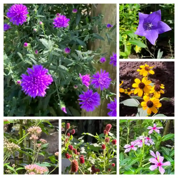 上野東照宮の自然