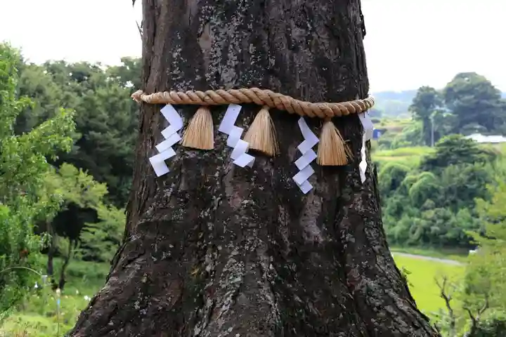 阿久津「田村神社」(郡山市阿久津町)旧社名:伊豆箱根三嶋三社の自然