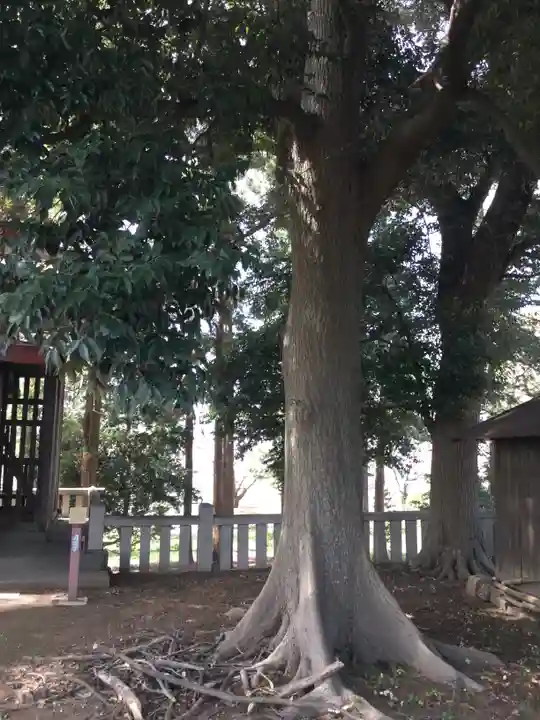 五所神社の自然