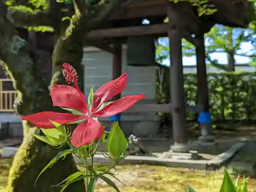 法金剛院の自然