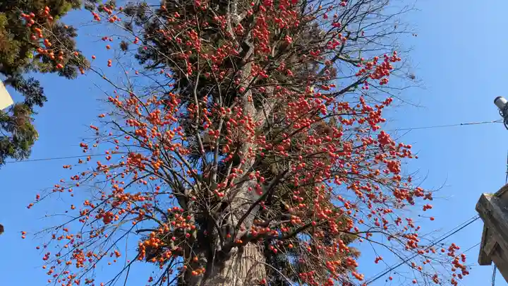 新宮神社(滋賀県)
