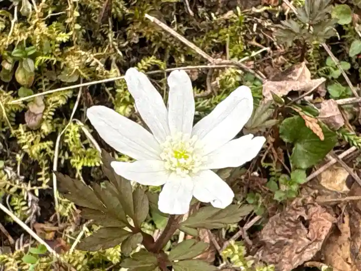 伊豆山神社 本宮(秋田県)