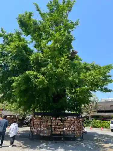 今戸神社(東京都)