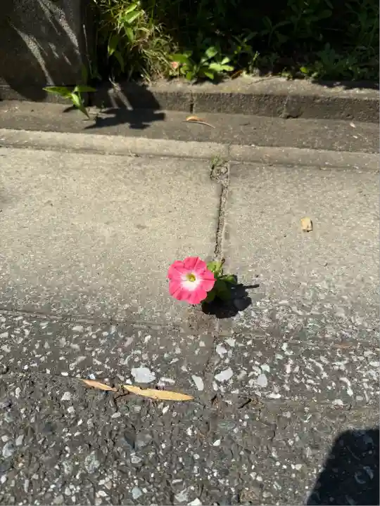 高家神社(千葉県)