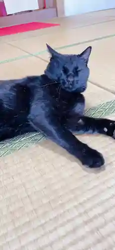 高司神社〜むすびの神の鎮まる社〜の動物