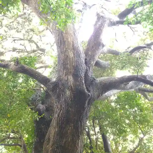大宮神社の自然