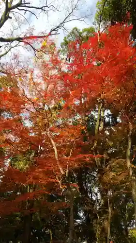 桃太郎神社（栗栖）の自然