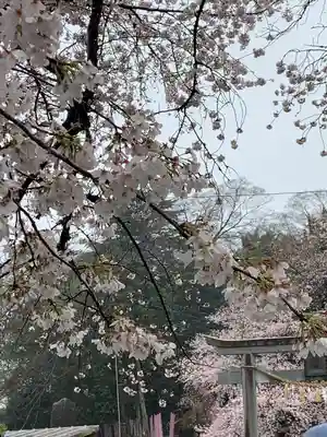 前玉神社の自然