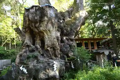 來宮神社(静岡県)