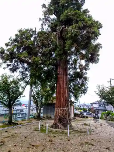 二ﾉ宮神社の自然