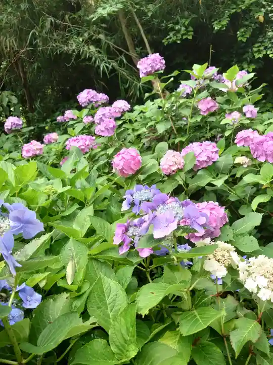 長谷寺(神奈川県)