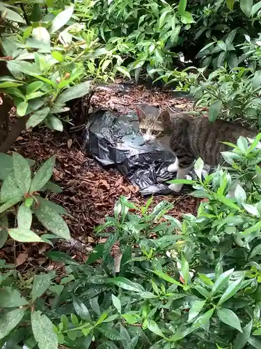三輪神社の動物